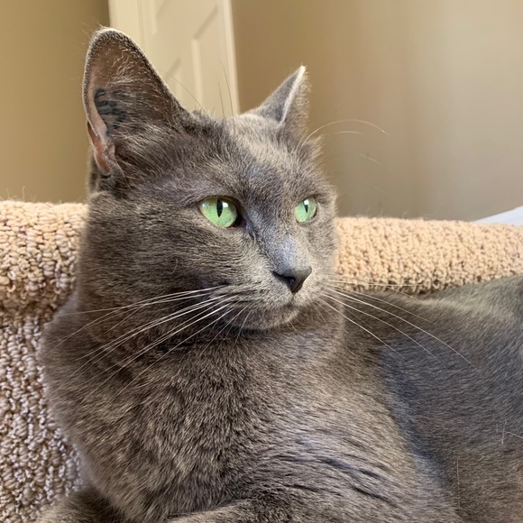 Meet your Posher, Sophie - Picture 1 of 1